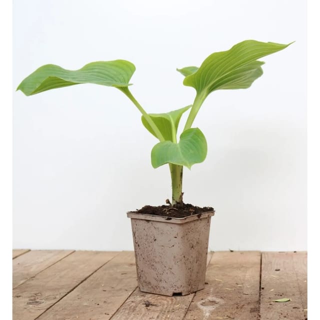 Hosta Elata Funkie Ca. 11x11 cm Topf