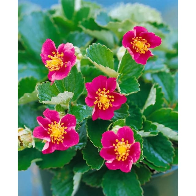 Fragaria Vesca Var.semperfl.rosea Ca. 9x9 cm Topf