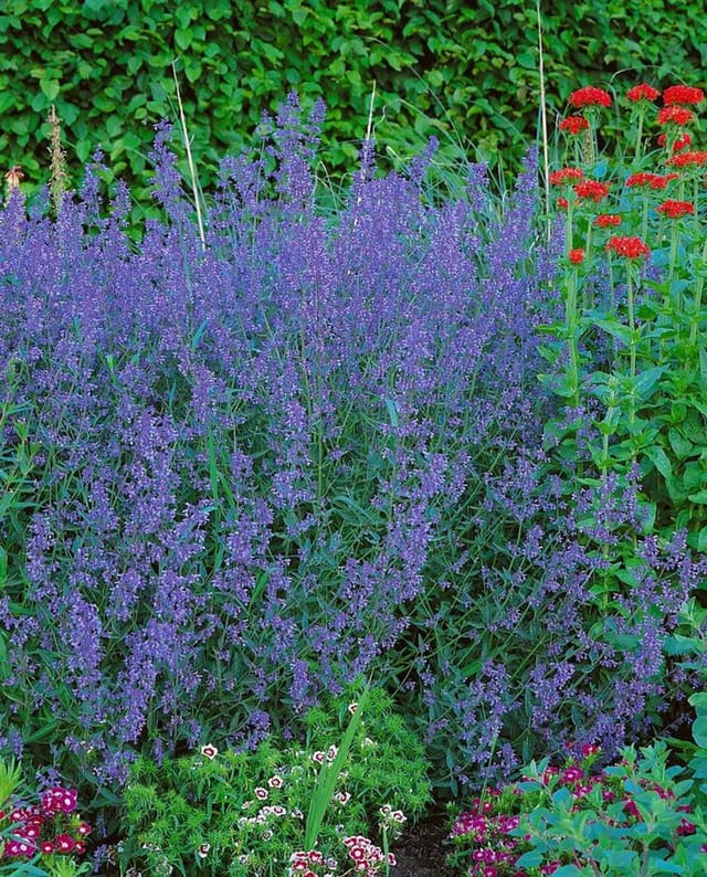 Nepeta X Faassenii Six Hills Giant Katzenminze Ca. 9x9 cm Topf