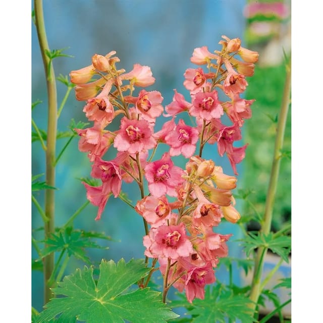 Delphinium X Ruysii Pink Sensation Rittersporn Ca. 11x11 cm Topf