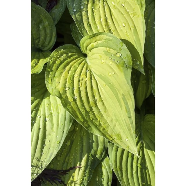 Hosta Ventricosa Herzblattlilie Ca. 9x9 cm Topf