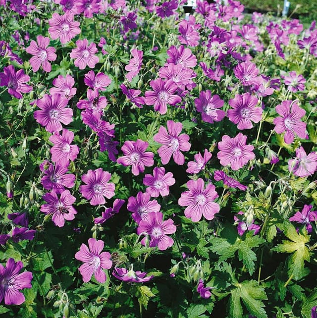 Geranium Gracile Sirak Storchschnabel Ca. 9x9 cm Topf
