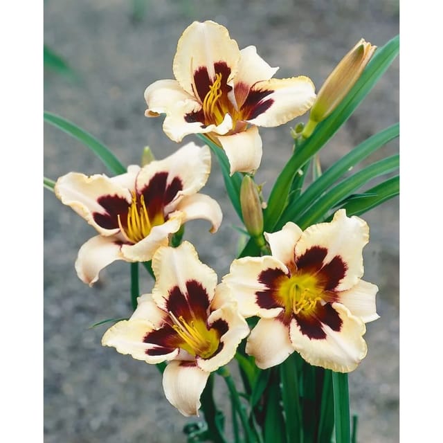 Hemerocallis X Cult. Moonlit Masquerade Taglilie Ca. 11x11 cm Topf