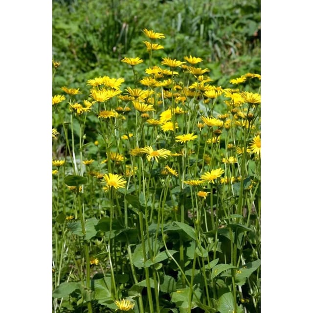 Doronicum Pardalianches Goldstrauß Gemswurz Ca. 9x9 cm Topf