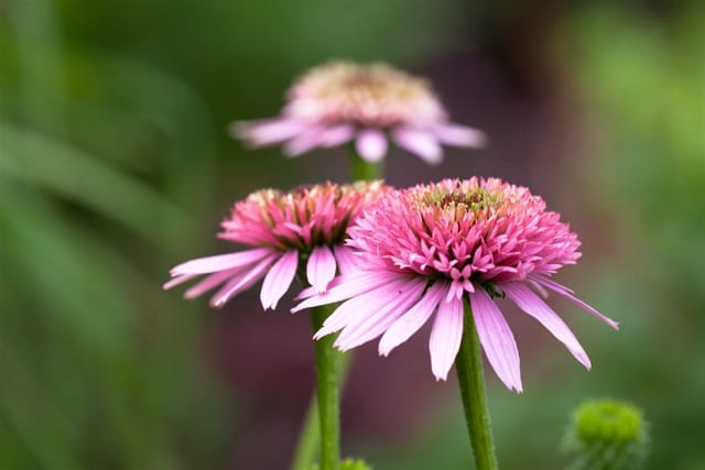Echinacea Purpurea Roter Sonnenhut Ca. 9x9 cm Topf