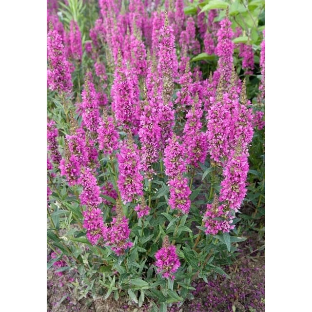 Lythrum Salicaria Robert Blutweiderich Ca. 11x11 cm Topf