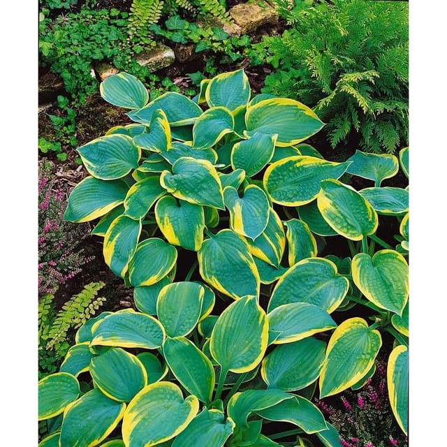 Hosta Sieboldiana Samurai Blaublattfunkie Ca. 11x11 cm Topf