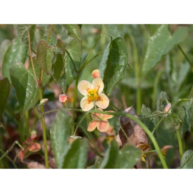 Epimedium X Warleyense Orangekönigin Elfenblume Ca. 9x9 cm Topf