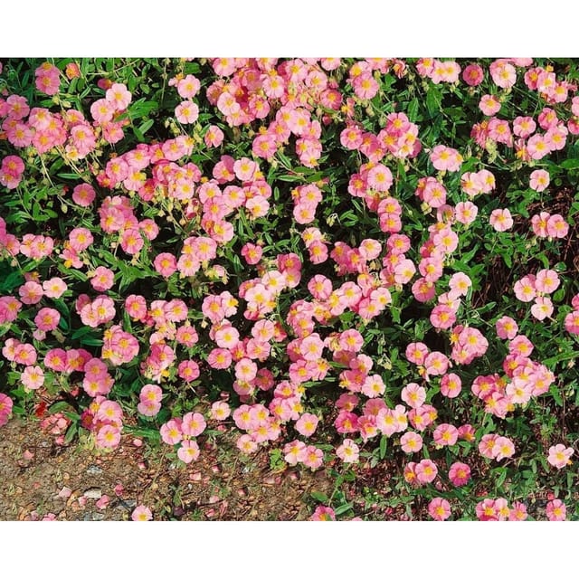 Helianthemum X Cult. Lawrensons Pink Sonnenröschen Ca. 9x9 cm Topf