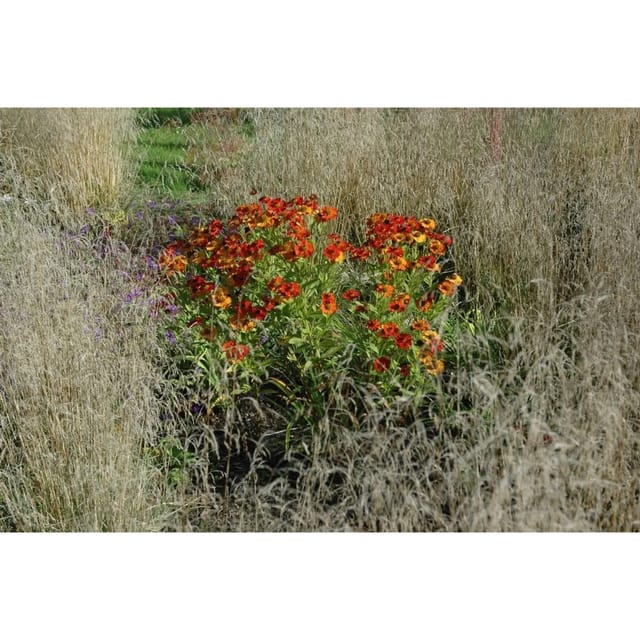 Helenium X Cult. Baudirektor Linne Sonnenbraut Ca. 11x11 cm Topf