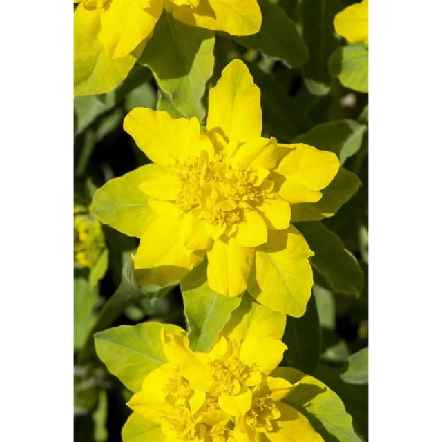 Euphorbia Polychroma Goldwolfsmilch Ca. 9x9 cm Topf