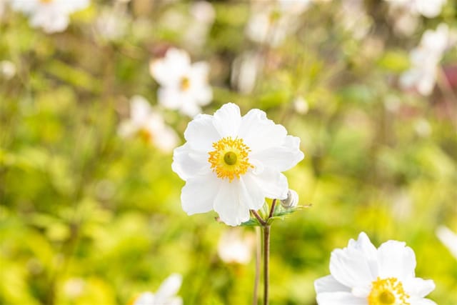 Anemone Japonica Whirlwind Herbstanemone Ca. 9x9 cm Topf