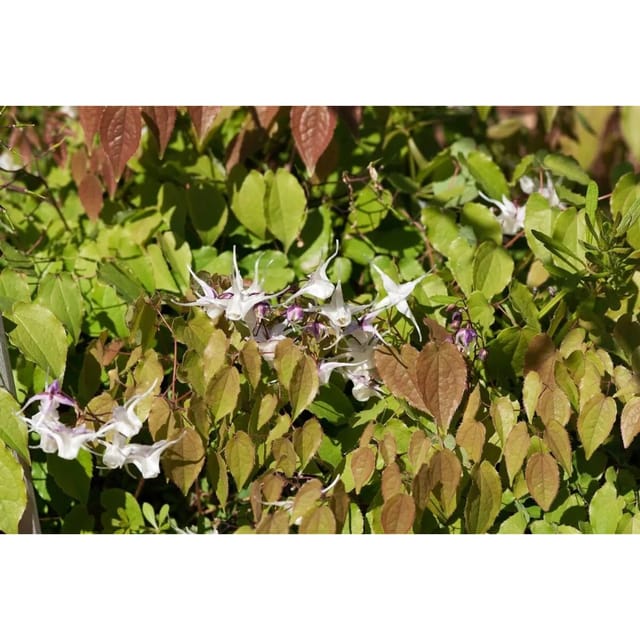 Epimedium Grandiflorum Akebono Elfenblume Ca. 9x9 cm Topf