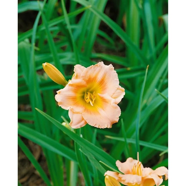 Hemerocallis X Cult. Lullaby Baby Taglilie Ca. 11x11 cm Topf