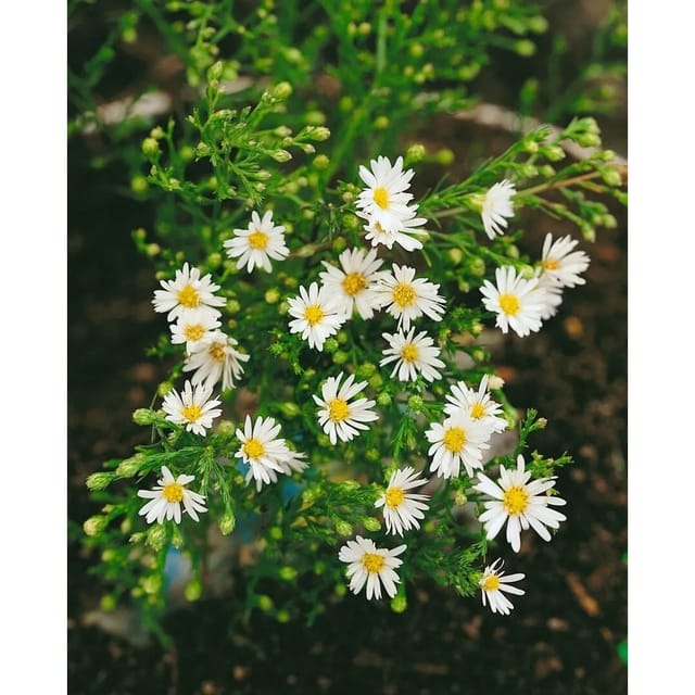 Aster Ericoides Weißer Zwerg Myrtenaster Ca. 9x9 cm Topf