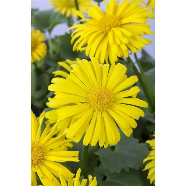 Doronicum Orientale Magnificum Gemswurz Ca. 9x9 cm Topf