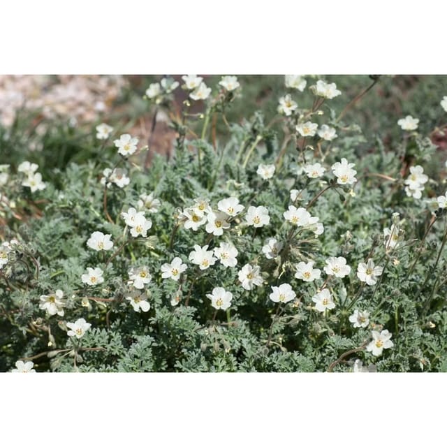 Erodium Chrysanthum Goldstorchschnabel Ca. 9x9 cm Topf