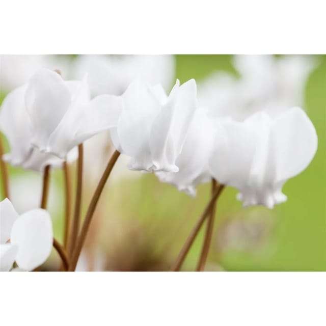 Cyclamen Hederifolium Album Efeublättriges Alpenveilchen Ca. 9x9 cm Topf