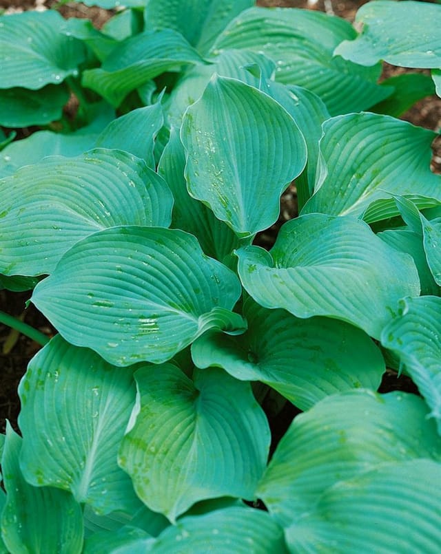 Hosta Sieboldiana Blue Angel Blaublattfunkie Ca. 13 cm Topf