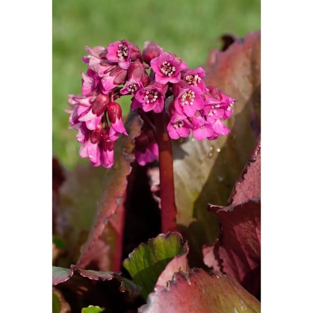 Bergenia Cordifolia Abendglocken Herzblatt Bergenie Ca. 11x11 cm Topf