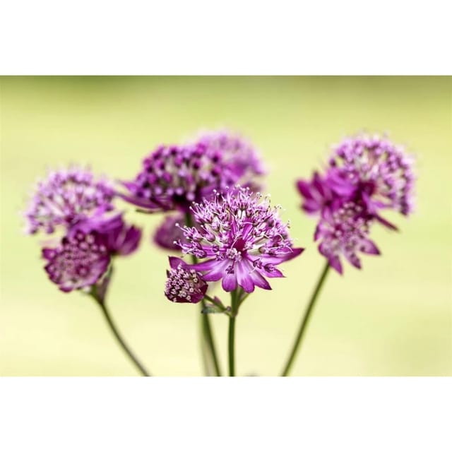 Astrantia Major Abbey Road R Sterndolde Ca. 11x11 cm Topf