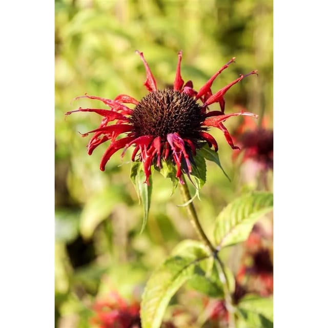 Monarda Didyma Squaw Indianernessel Ca. 11x11 cm Topf