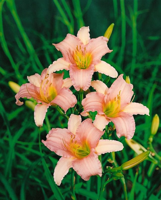 Hemerocallis X Cult. Luxury Lace Taglilie Ca. 9x9 cm Topf