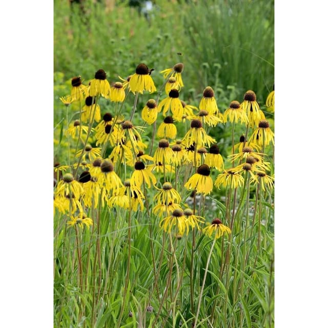 Echinacea Paradoxa Gelber Sonnenhut Ca. 9x9 cm Topf