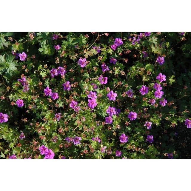 Geranium Sanguineum Dilys Blutstorchschnabel Ca. 9x9 cm Topf