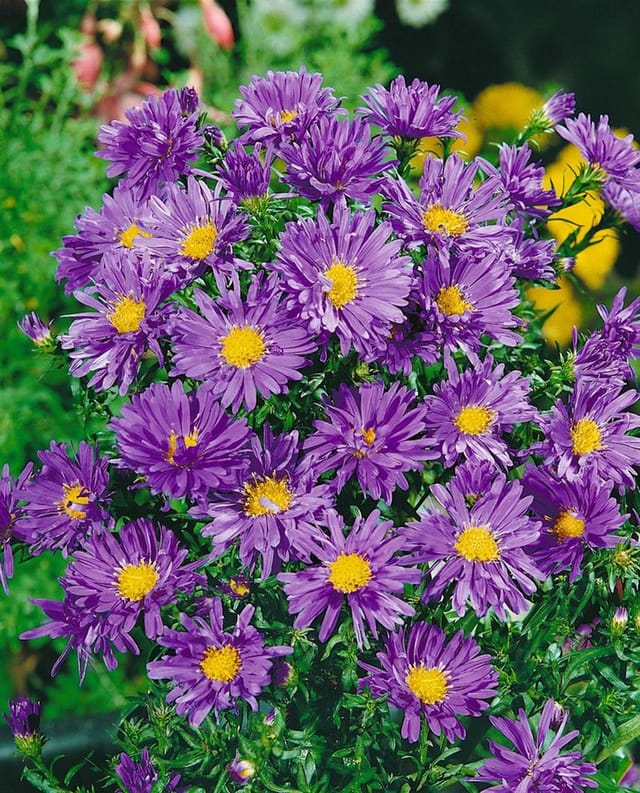 Aster Dumosus Blaue Lagune Kissenaster Ca. 9x9 cm Topf