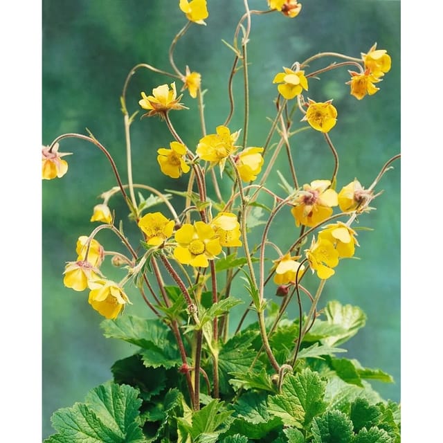 Geum Urbanum Echte Nelkenwurz Ca. 9x9 cm Topf
