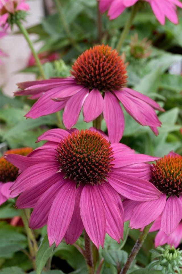 Echinacea Purpurea Powwow Wild Berry Roter Sonnenhut Ca. 9x9 cm Topf