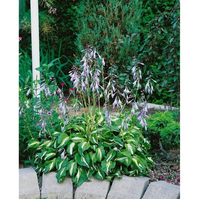 Hosta Undulata Univittata Funkie Ca. 11x11 cm Topf