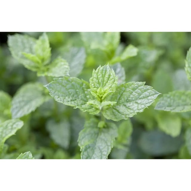 Mentha Spicata Maroccan Grüne Minze Ca. 9x9 cm Topf