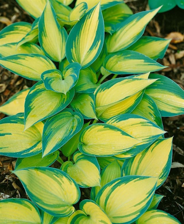 Hosta X Tardiana June Blaublattfunkie Ca. 11x11 cm Topf