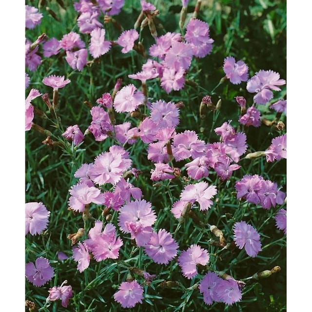 Dianthus Gratianop. Blauigel Pfingstnelke Ca. 9x9 cm Topf