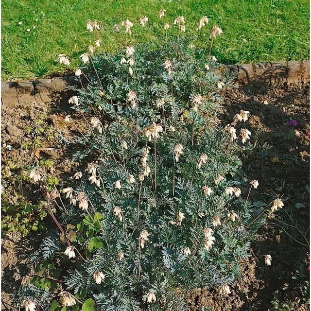 Dicentra Formosa Aurora Tränendes Herz Ca. 9x9 cm Topf