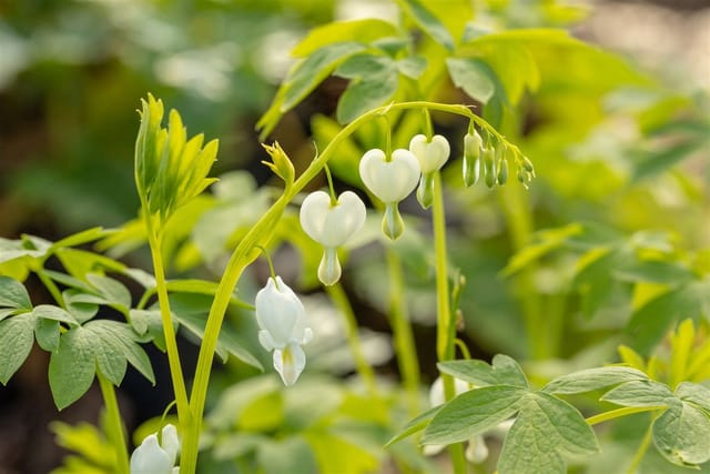 Dicentra Spectabilis Alba Tränendes Herz Ca. 9x9 cm Topf