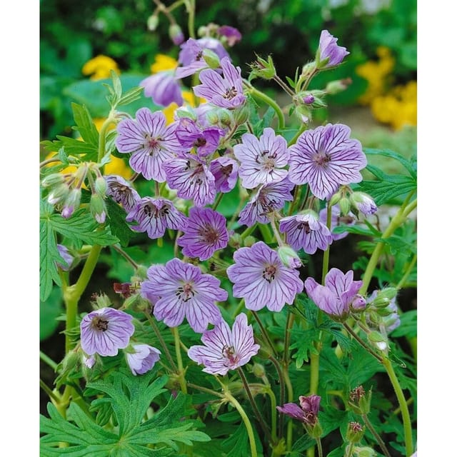 Geranium Renardii Terre Franche Kaukasus Storchschnabel Ca. 9x9 cm Topf