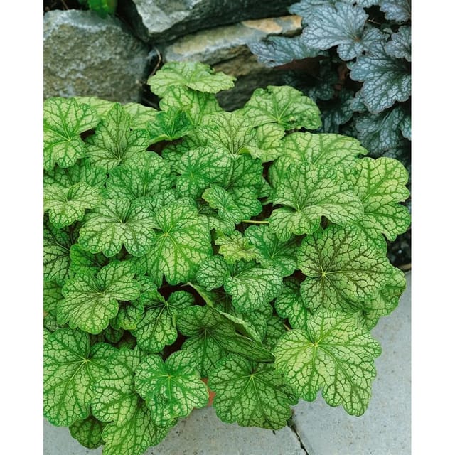 Heuchera Micrantha Mint Frost R Ca. 11x11 cm Topf