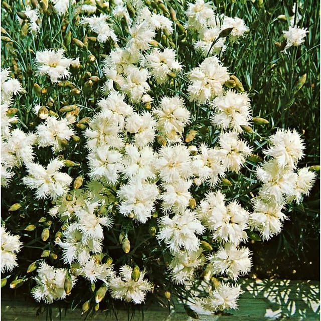 Dianthus Deltoides Albus Heidenelke Ca. 9x9 cm Topf