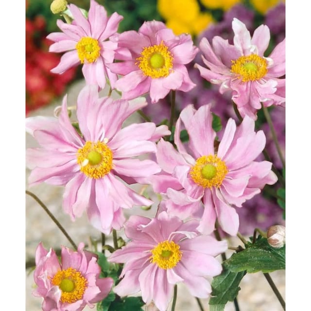 Anemone Japonica Mont Rose Herbstanemone Ca. 9x9 cm Topf