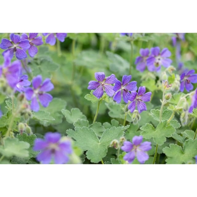 Geranium Renardii Philippe Vapelle Kaukasus Storchschnabel Ca. 9x9 cm Topf