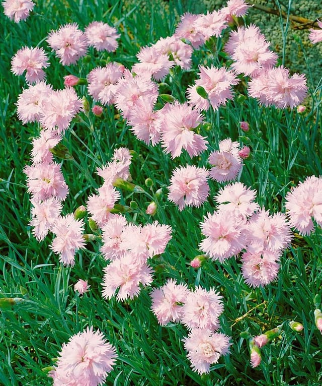 Dianthus Plumarius Altrosa Pfingstnelke Ca. 9x9 cm Topf