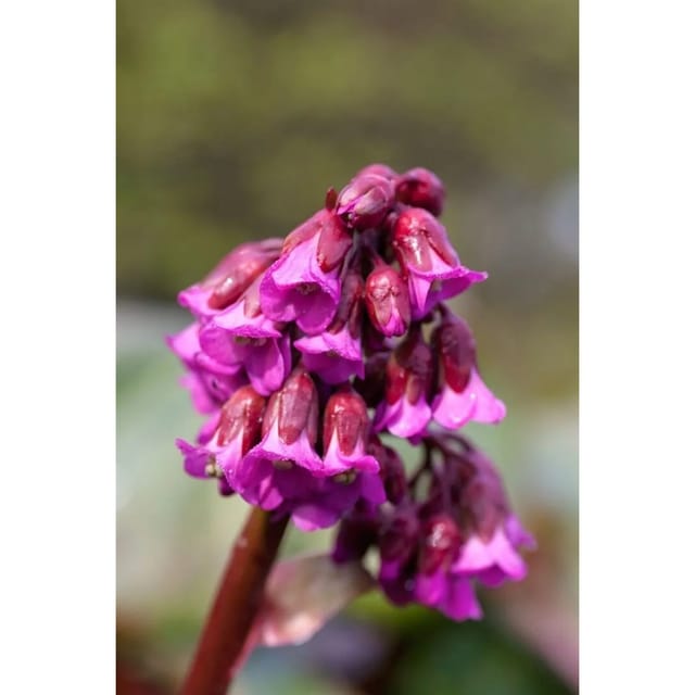 Bergenia Cordifolia Admiral Herzblatt Bergenie Ca. 11x11 cm Topf