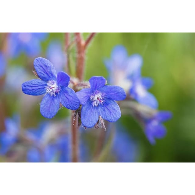 Anchusa Azurea Große Ochsenzunge Ca. 11x11 cm Topf