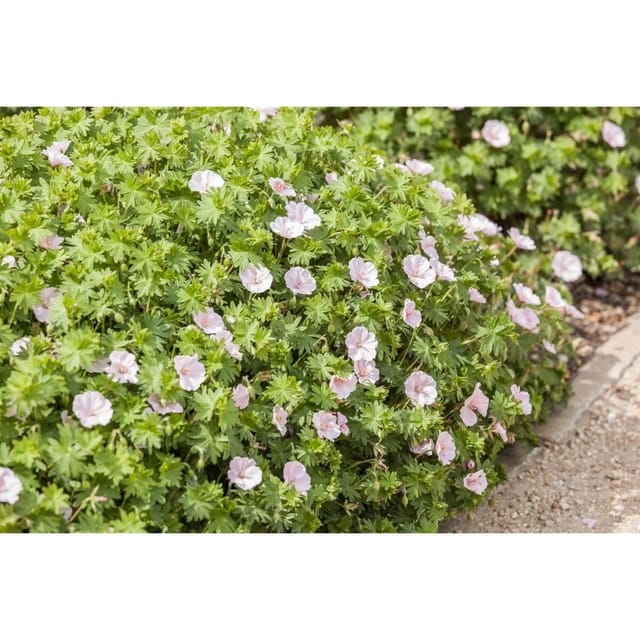 Geranium Sanguineum Blutstorchschnabel V.striatum Apfelblüte Ca. 9x9 cm Topf