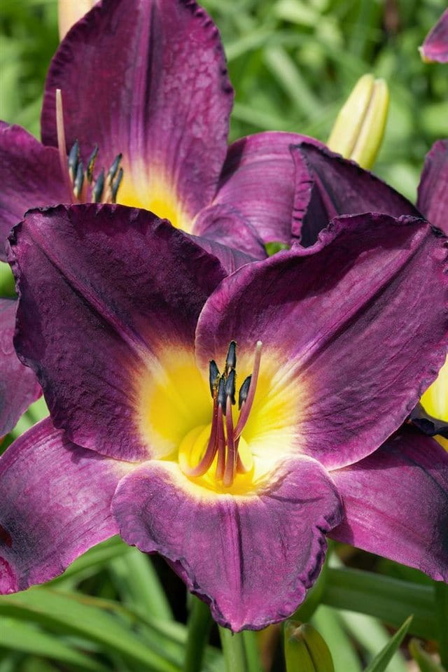 Hemerocallis X Cult. Strutter's Ball Taglilie Ca. 11x11 cm Topf