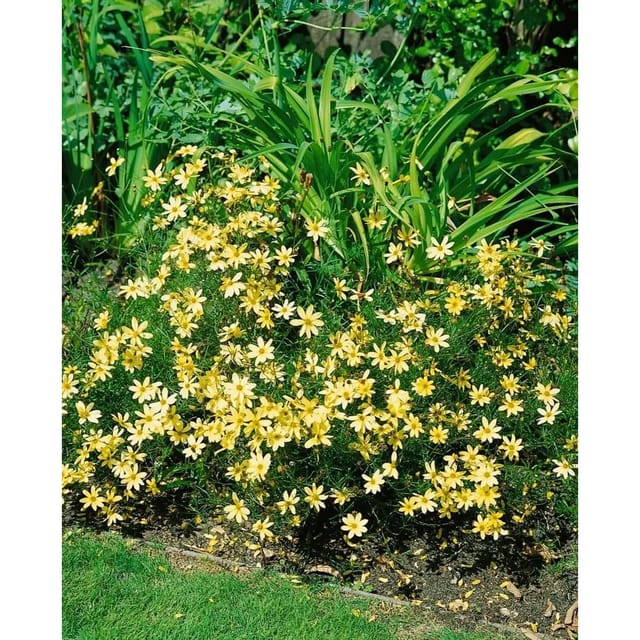 Coreopsis Verticillata Moonbeam Mädchenauge Ca. 9x9 cm Topf