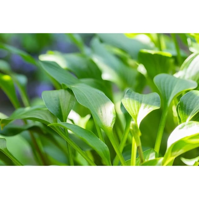 Hosta Clausa Var.normalis Funkie Ca. 11x11 cm Topf